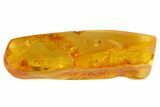 Five Fossil Flies (Diptera) In Baltic Amber #90774-1